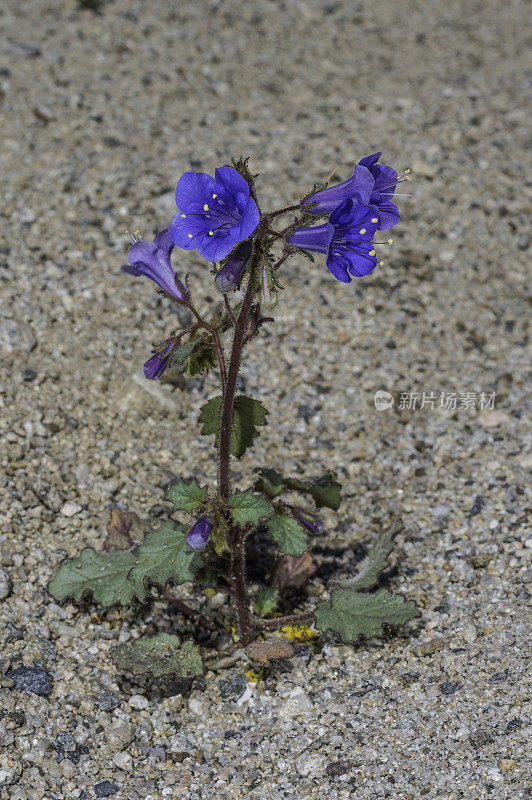 沙漠坎特伯雷钟，Phacelia campanularia，生长在约书亚树国家公园，加利福尼亚州，莫哈维沙漠